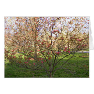 Red Flowering Dogwood Cards