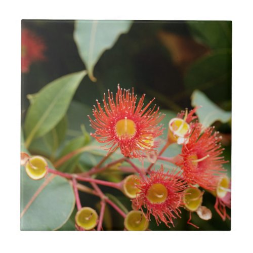 Red flowering gum Corymbia ficifolia Ceramic Tile