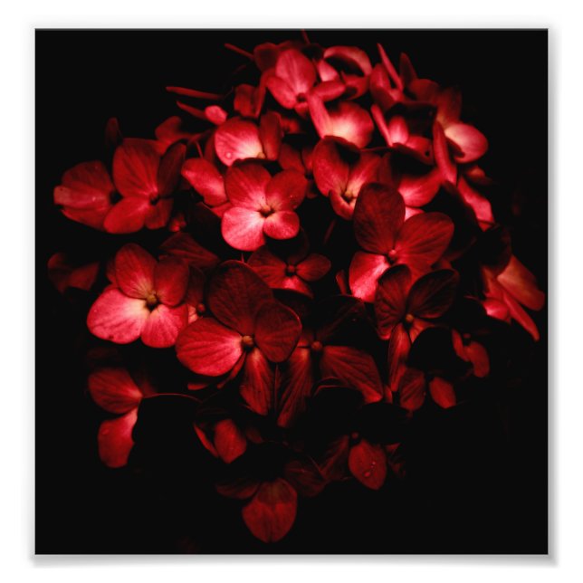 Red Flowers Bouquet in Black Background Photo (Front)
