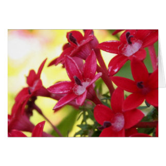 Red Flowers Cards