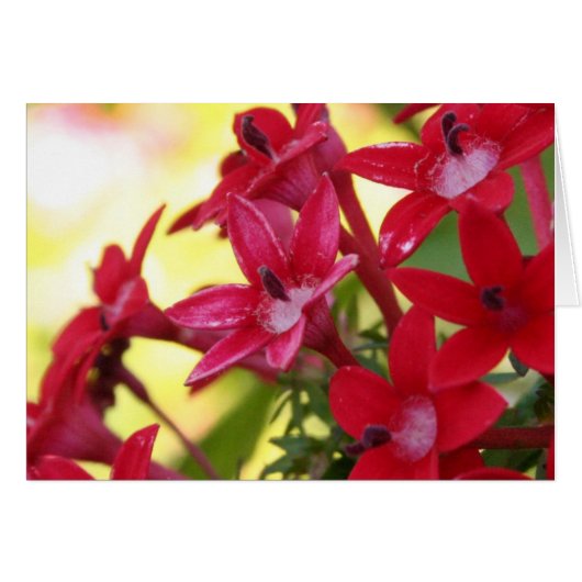 Red Flowers Cards (Front Horizontal)