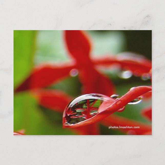 Red Flowers in a Raindrop Postcard (Front)