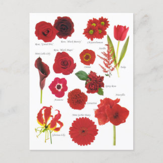 Red Flowers Postcard