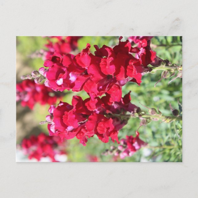 Red flowers postcard (Front)