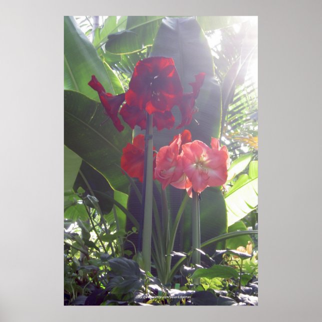 Red Flowers Poster (Front)