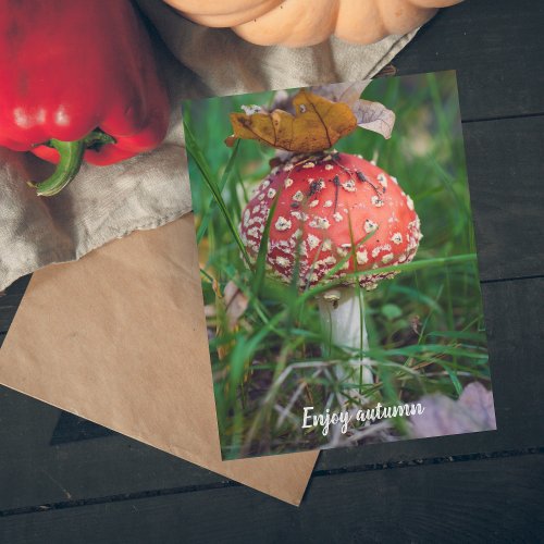 Red fly agaric mushroom postcard