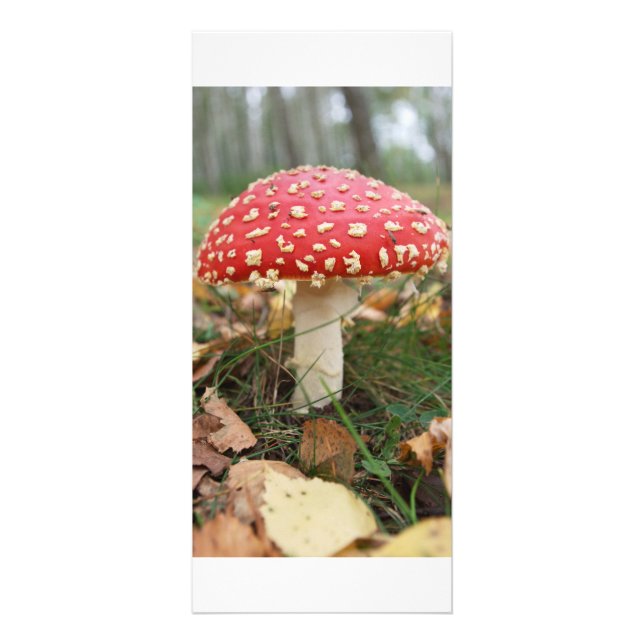 Red Fly Agaric Rack Card (Front)