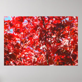 Red Foliage Poster