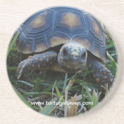 Red_Foot Tortoise Coaster