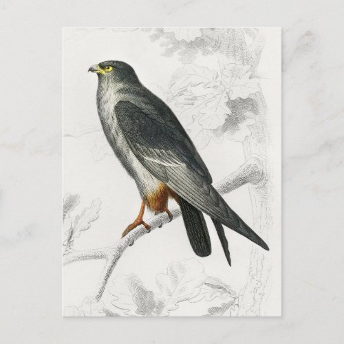 Red_footed Falcon Illustration Vintage Art Print Postcard