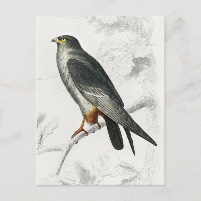 Red-footed Falcon Illustration Vintage Art Print Postcard (Front)