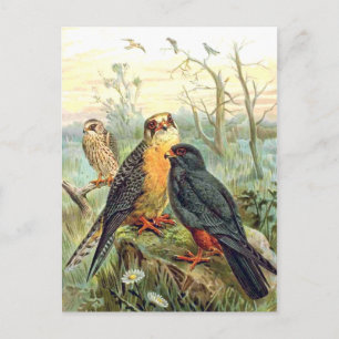 Red-footed Falcon Postcard