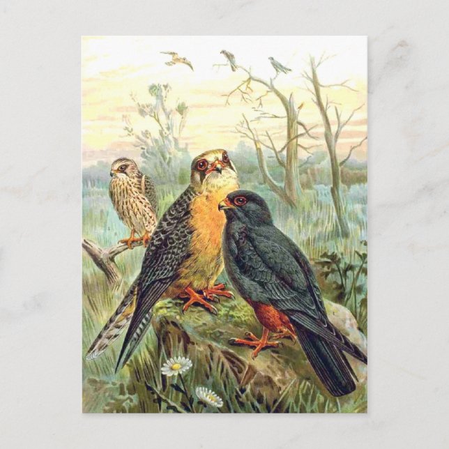 Red-footed Falcon Postcard (Front)