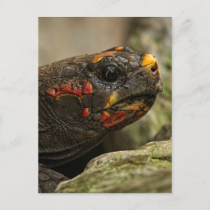 Red-Footed Tortoise Holiday Postcard