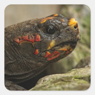 Red-Footed Tortoise Square Sticker