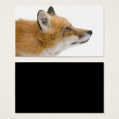 Red fox (Front & Back)