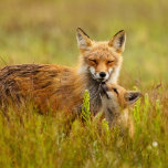 Red Fox 2024 Calendar<br><div class="desc">This calendar is a collection of photography of red foxes for enjoyment all year long. Images were photographed by Lori A. Cash Conservation Photography,  LLC (www.loriacash.com).</div>