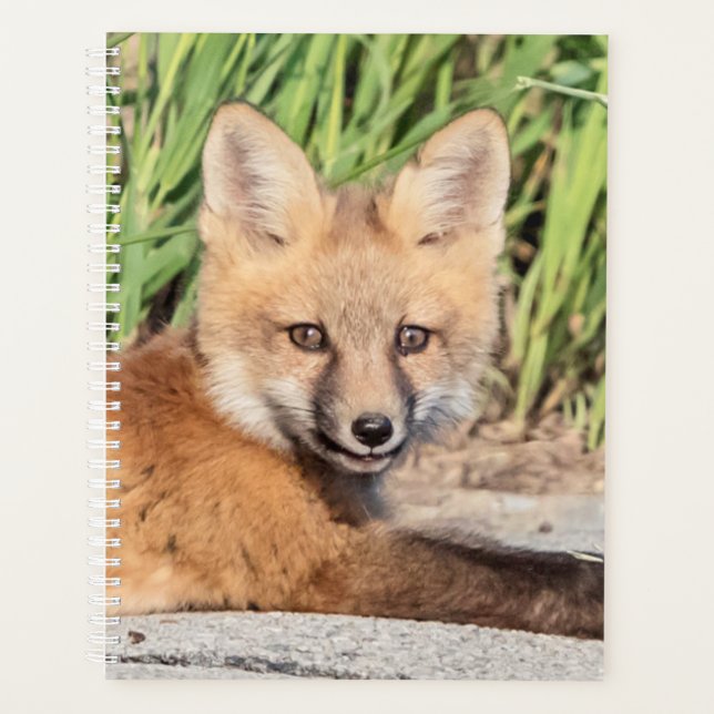 Red Fox 2026 Planner | Hudson Valley Wildlife (Front)