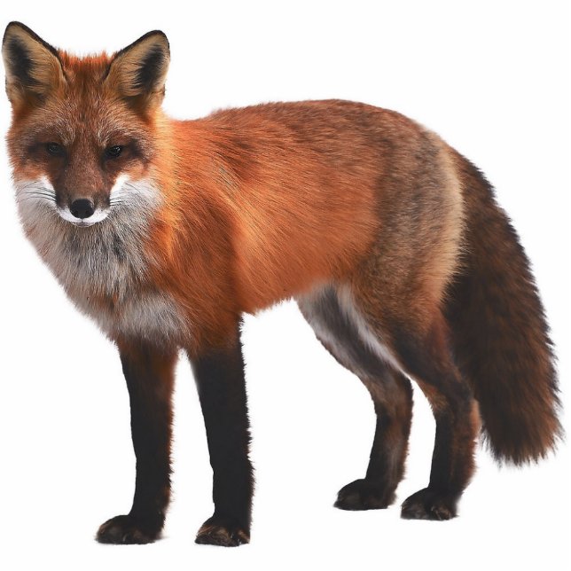 Red Fox 5"x7" Wildlife Ornament (Front)