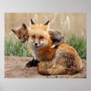 Red Fox And Baby Poster