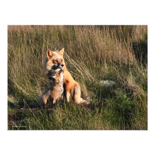 Red Fox and It's Kit  Photo Print (Front)
