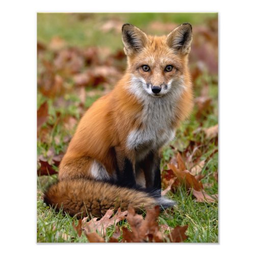 Red Fox And Leaves Photo Print