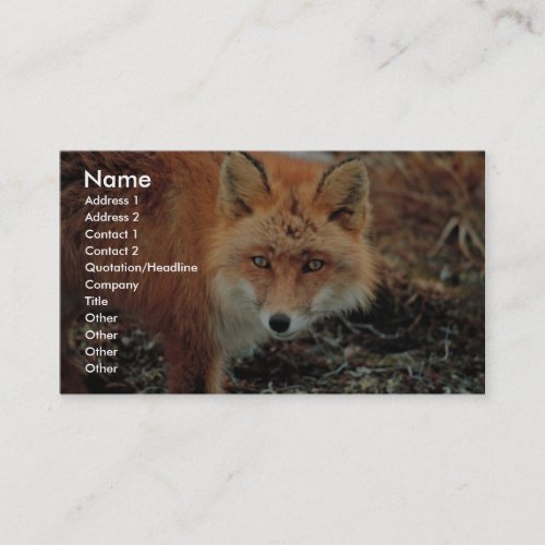 Red Fox at Cape Newenham Business Card Templates