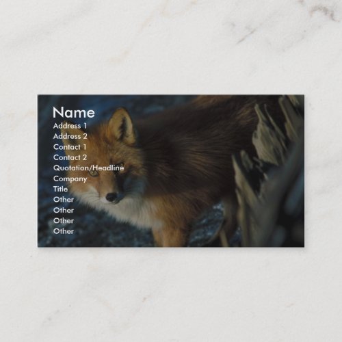 Red Fox at Shipwreck Courtney Ford Business Card