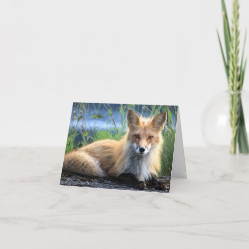 Red fox beautiful photo custom blank card