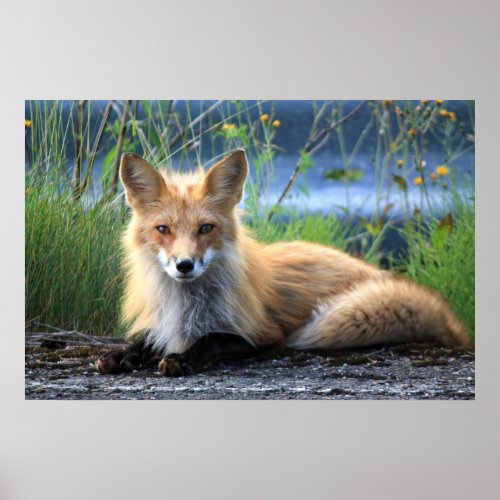 Red fox beautiful photo portrait poster print