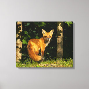Red Fox Beauty Canvas Print