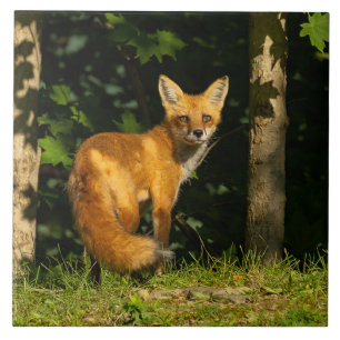 Red Fox Beauty Ceramic Tile
