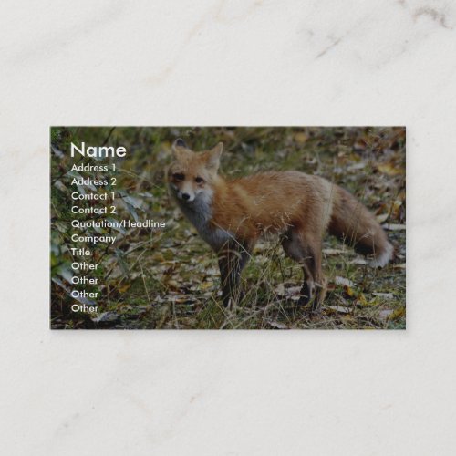 Red Fox Business Card Template