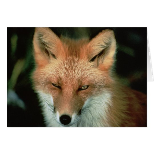 Red Fox Card