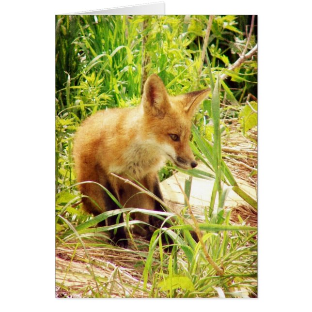 Red Fox Cards (Front)