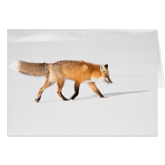 Red Fox Cards (Front Horizontal)