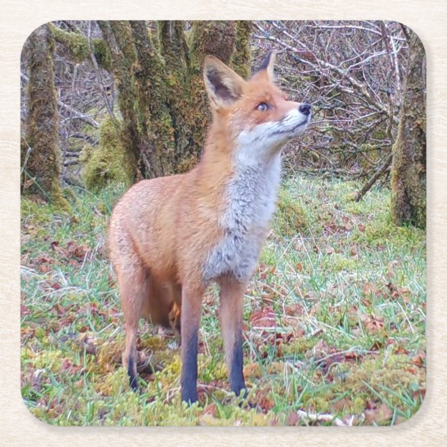 Red Fox Coaster (Front)