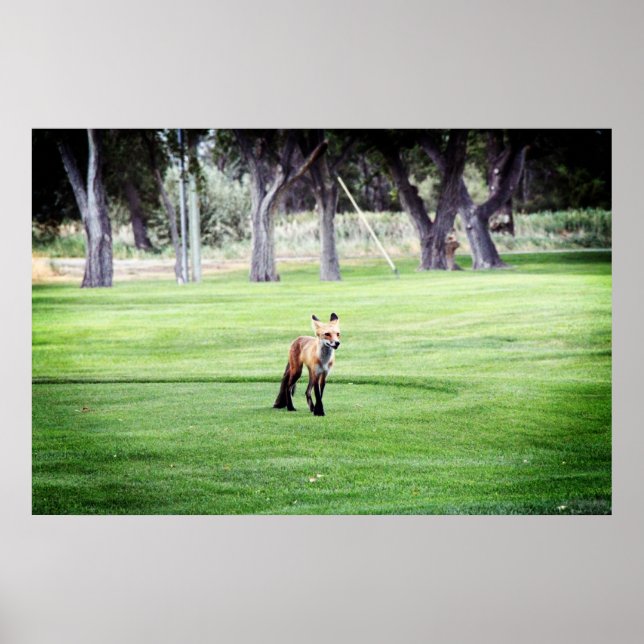red fox color photography poster print (Front)