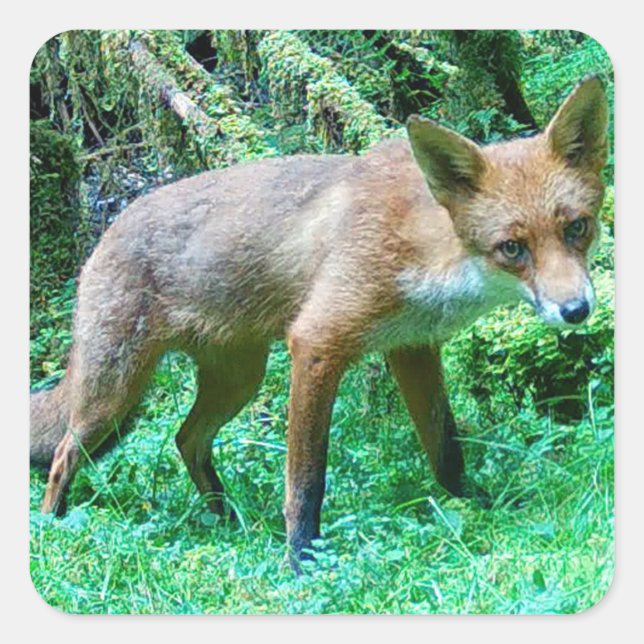 Red Fox Cub  Square Sticker (Front)