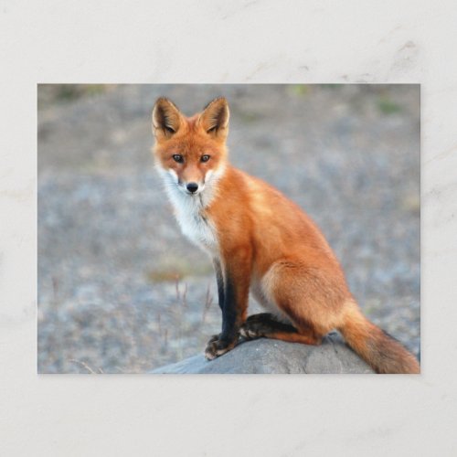 Red Fox cute beautiful photo postcard
