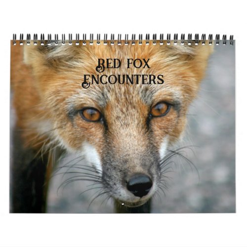 Red Fox Encounters Fox Photography Calendar