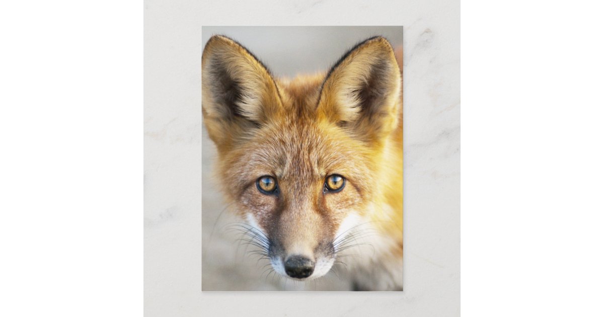 Red Fox Face Close Up Postcard Zazzle Com