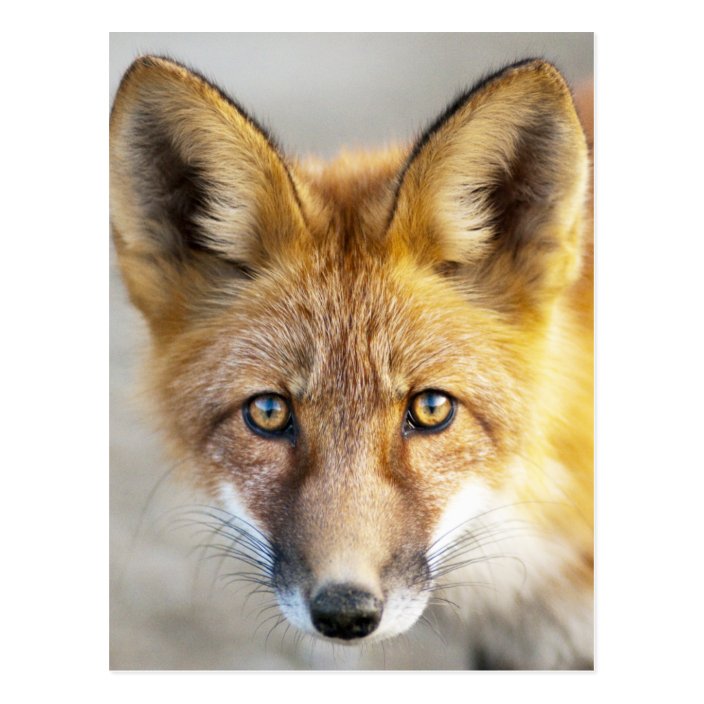 Red Fox Face Close Up Postcard Zazzle Com