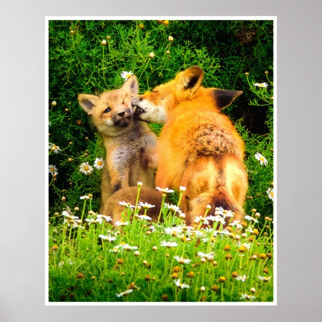 Red Fox Family Wildlife Tender Nature Art Print (Front)