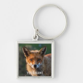 Red Fox Golden Sunset Australia Closeup Portrait K