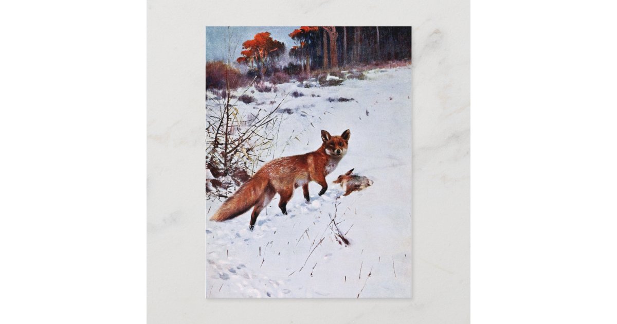 red fox hunting