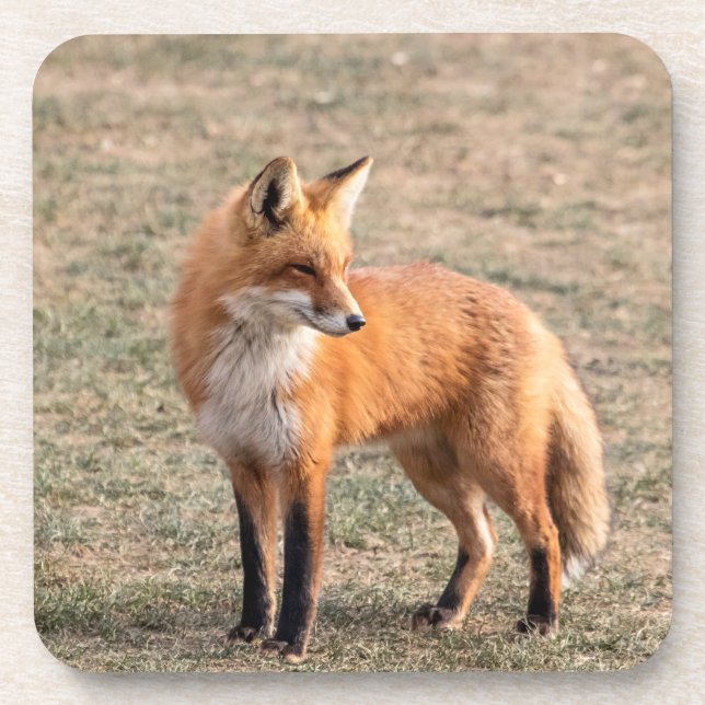 Red Fox in a field Beverage Coaster (Front)