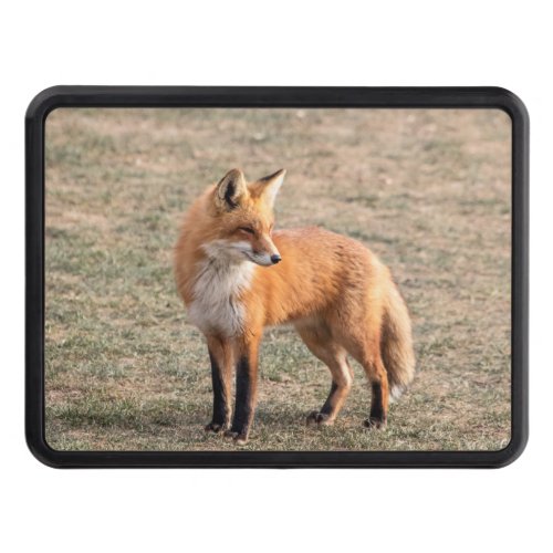 Red Fox in a field Hitch Cover