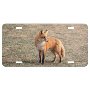 Red Fox in a field License Plate