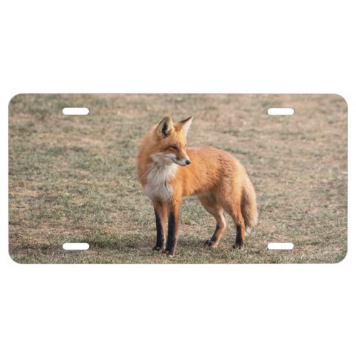 Red Fox in a field License Plate